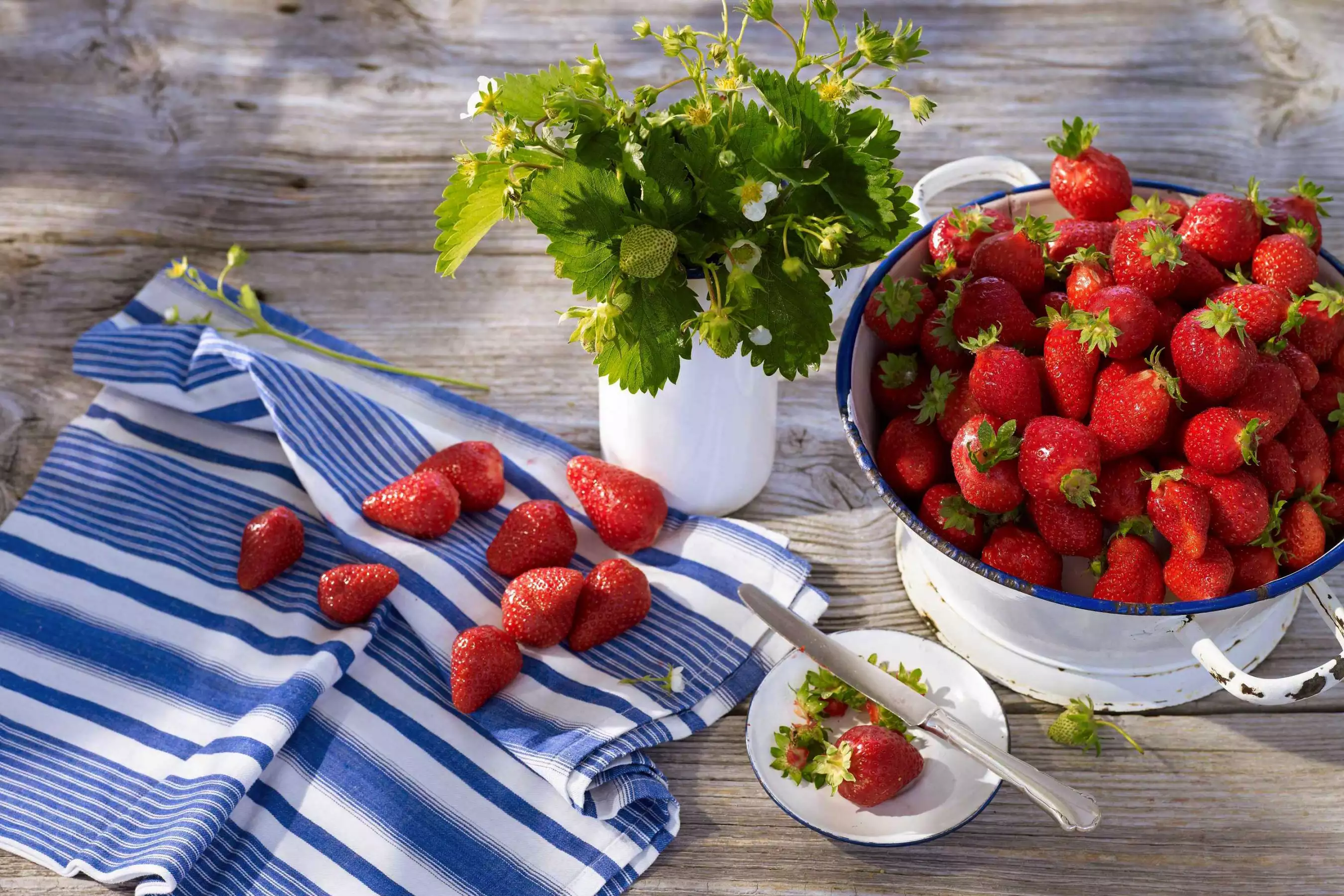 Felderdbeeren für Selbstpflücker