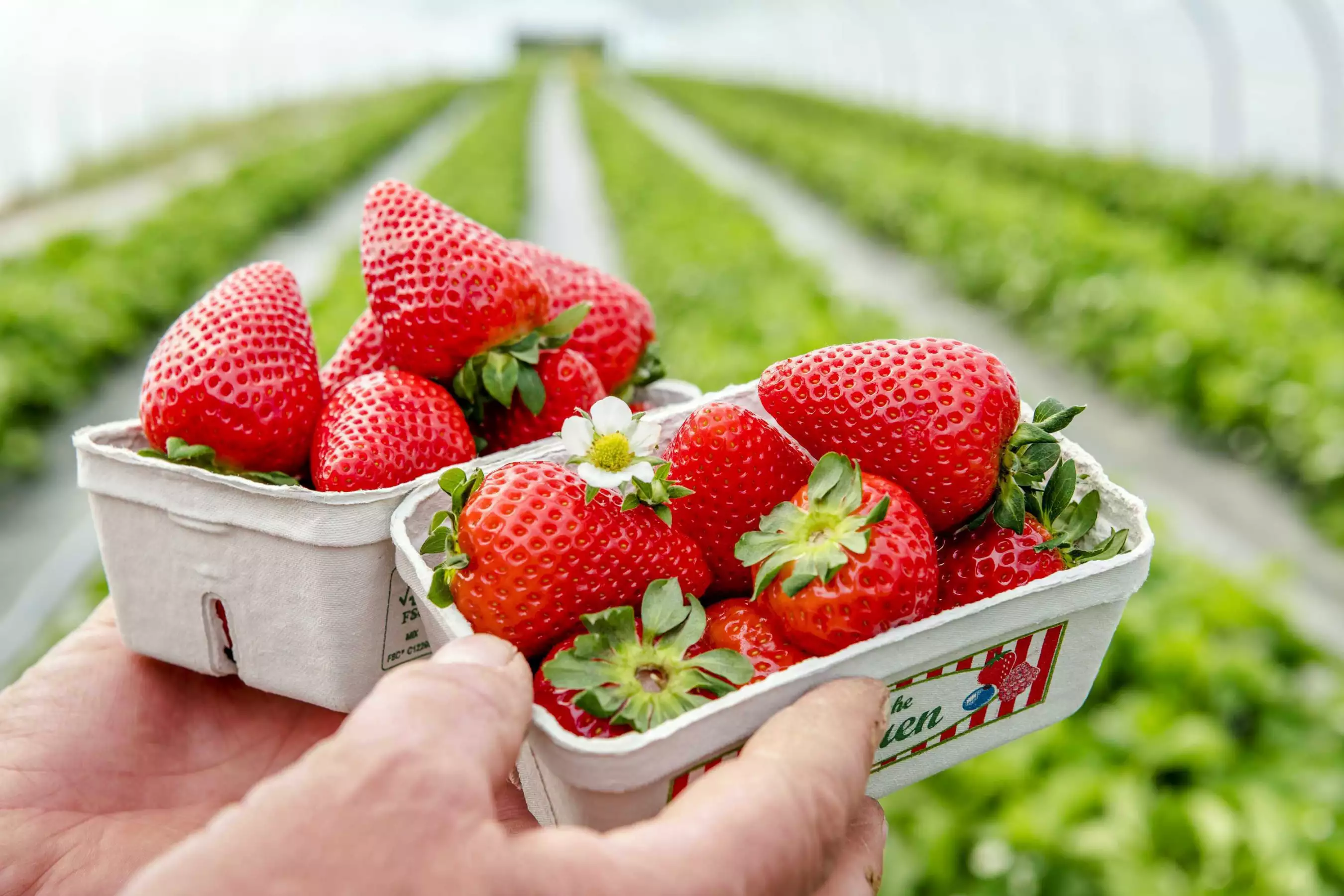 Erdbeeren aus dem Tunnelanbau Bayern
