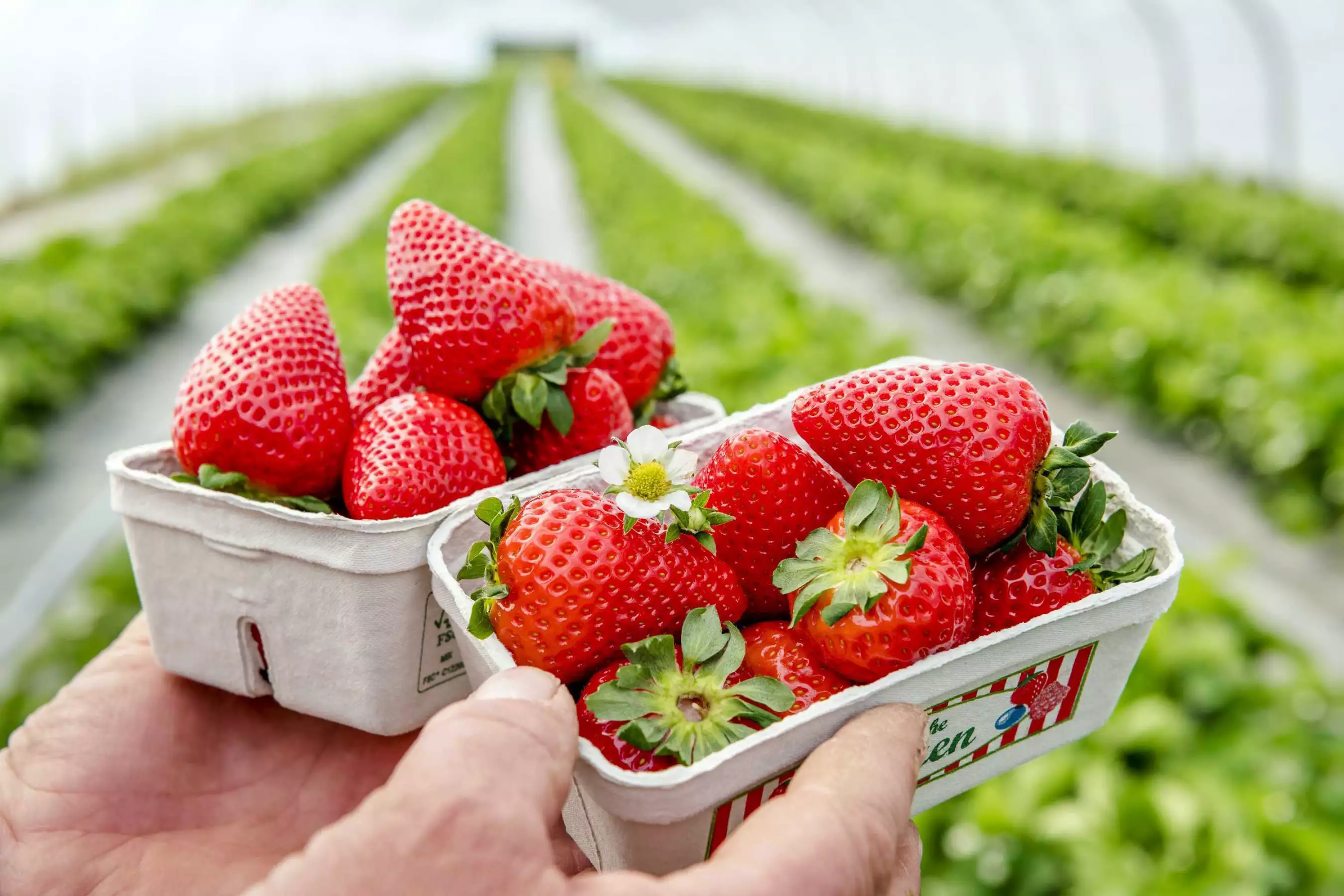 Tunnelanbau für Früherdbeeren