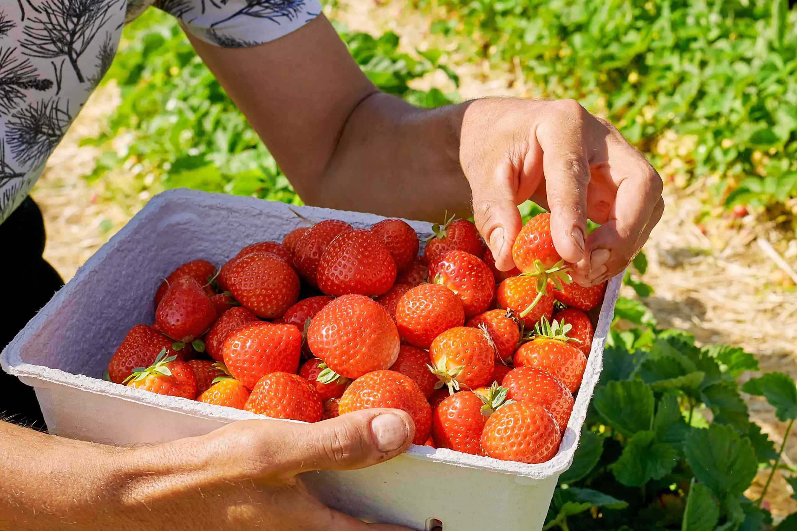 Erntefrische Erdbeeren vom Feld Burgkirchen Oberbayern