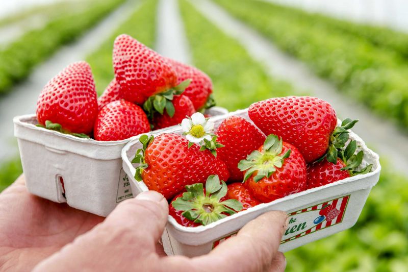 Felderdbeeren in höchster Qualität Bayern