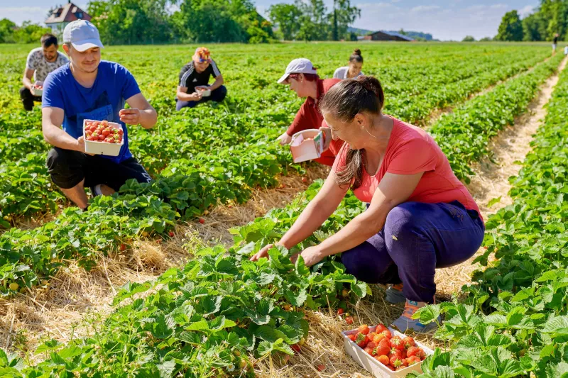 Bayerischer Spargel und Erdbeeren bei Hausner Burgkirchen