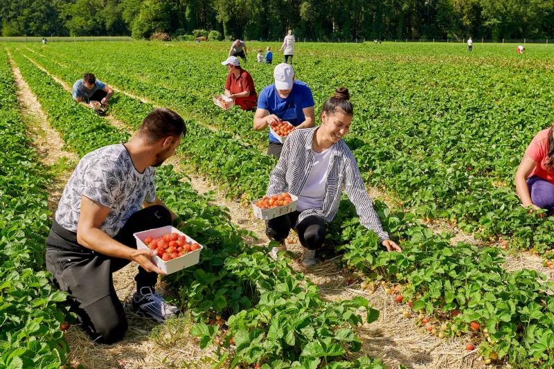 Hausner Beeren Burgkirchen | Erdbeeren, Spargel & Hofladen