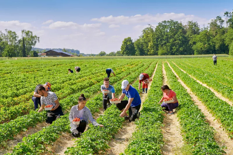 Hausner Beeren Burgkirchen
